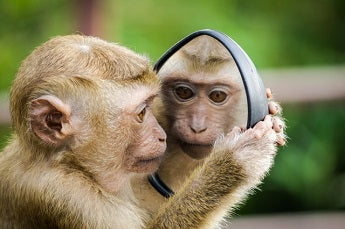 My pet monkey